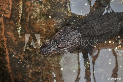 Bild på Nile crocodile Crocodylus niloticus